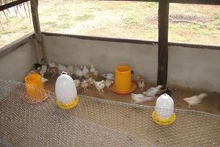 chicks in breeding cage.JPG